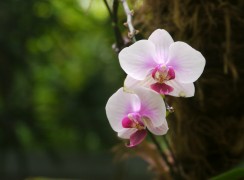 Magnolia Plantation, South Carolina (Panasonic Lumix GH1)