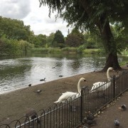 hello there, royal water fowl